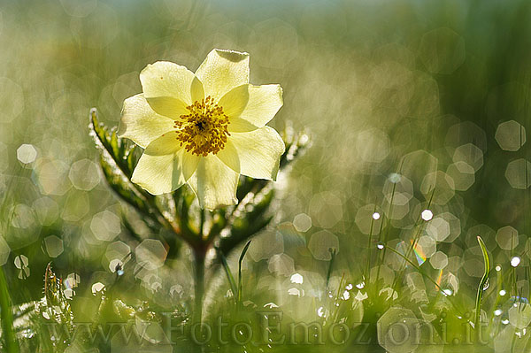 Anemone - illusione o realt�?