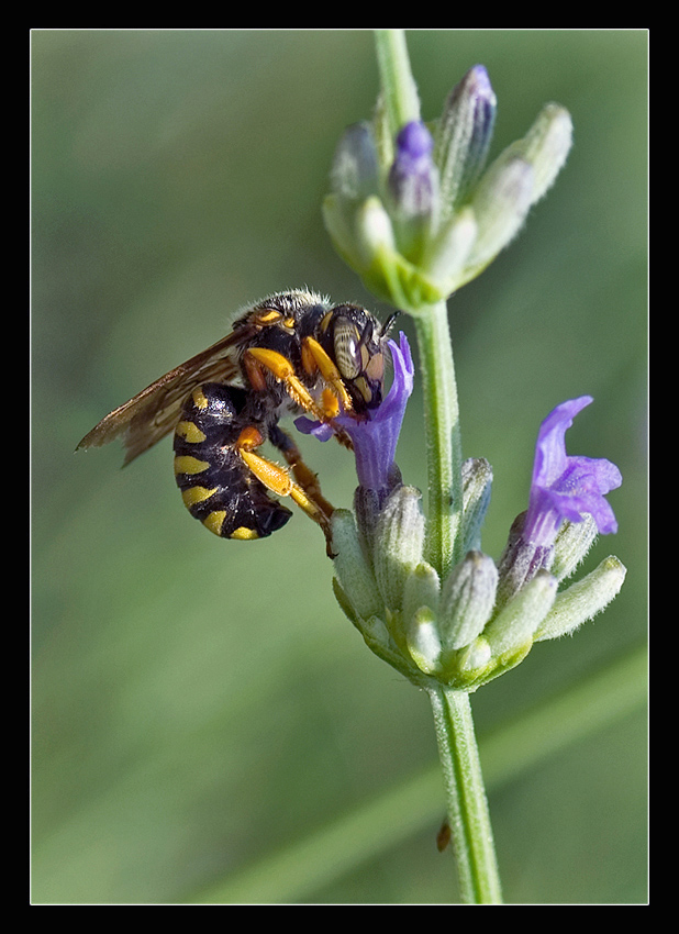 Sul fiore di rosmarino