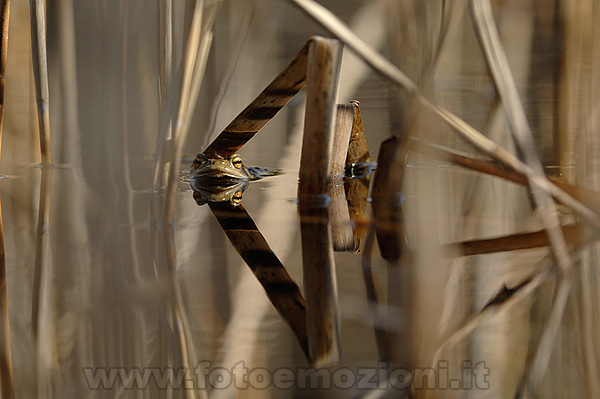 Brutto come un Rospo