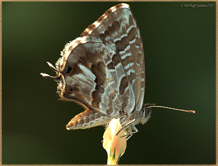 farfalla marrone fuji 6500+rainox
