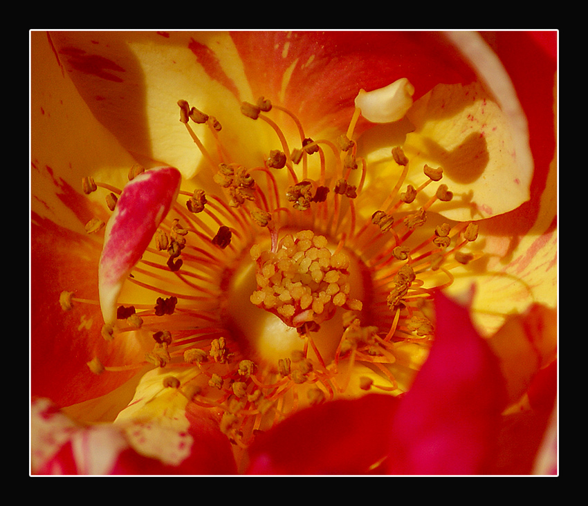 Al cetro del cuore ....