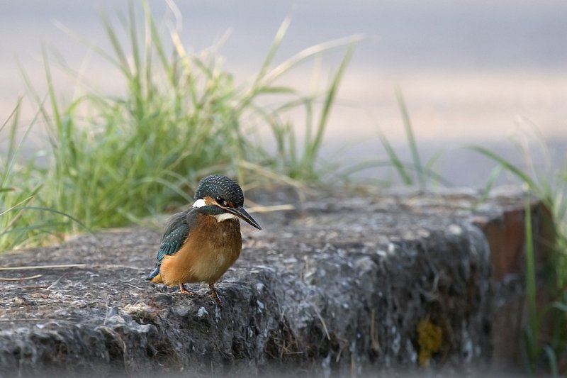 i martini del muretto