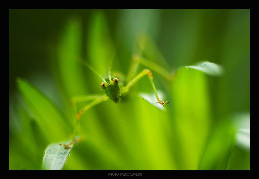 il grillo parlante