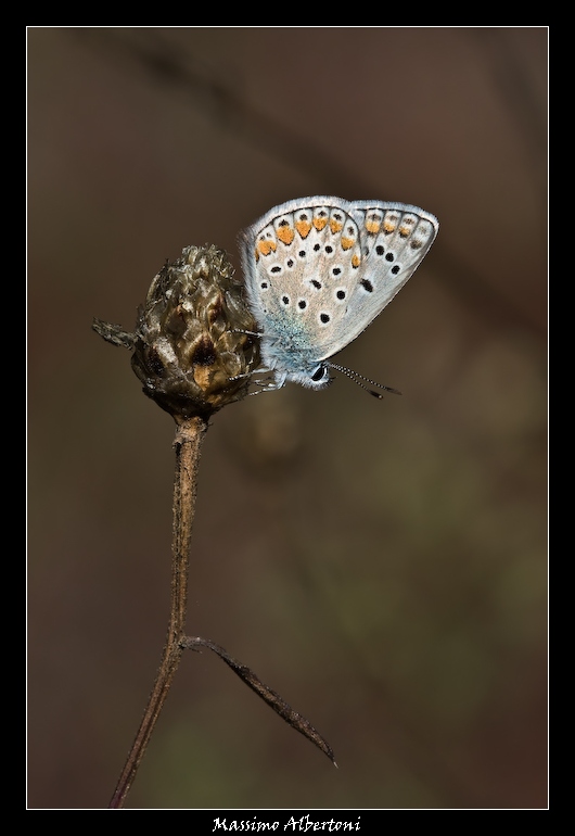 La verticale del licenide!