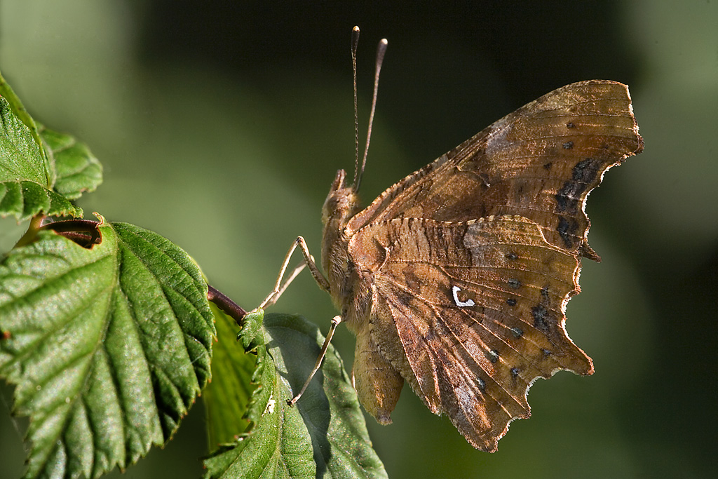 Farfalla  "Pietrificata"
