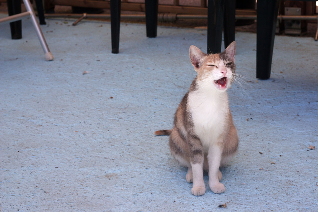 miagola, la ruffiana!