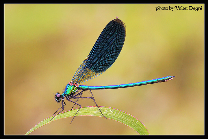 Damigella metallizzata