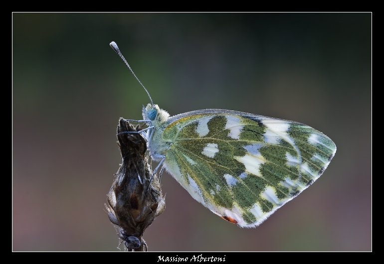 Controluce di Pontia!