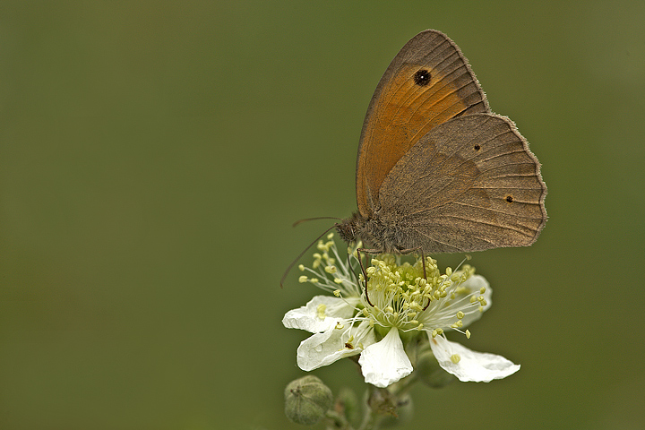 Satyrinae