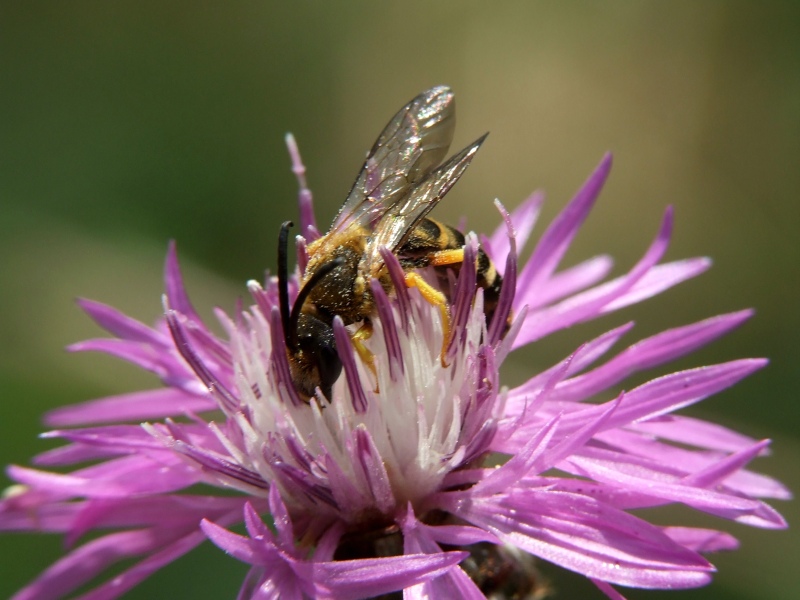 Nettare, pistilli e zampe..