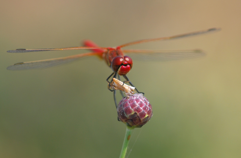 Che dice il giornale?