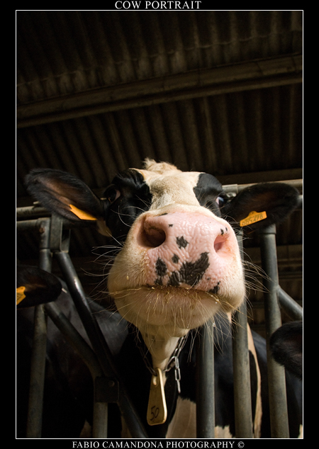 cow portrait