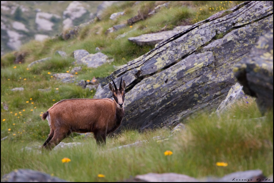valsavaranche, val d'aosta