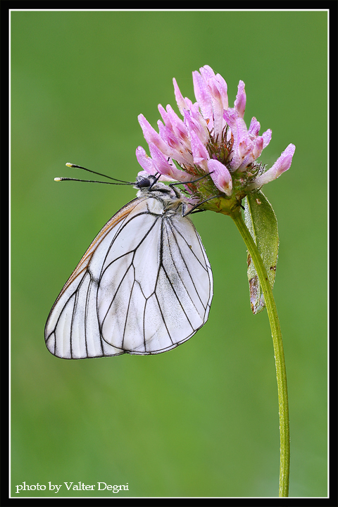 Pieride del biancospino