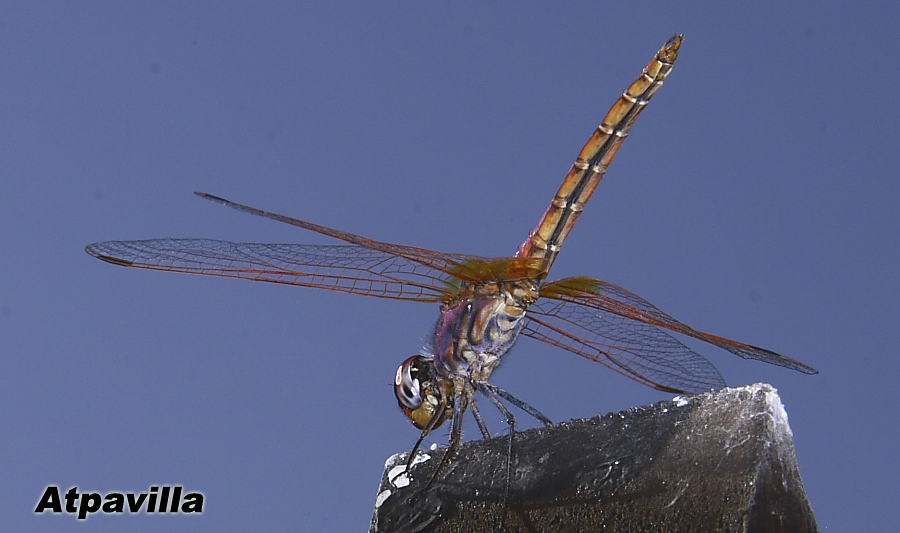 Libellula Artica 2