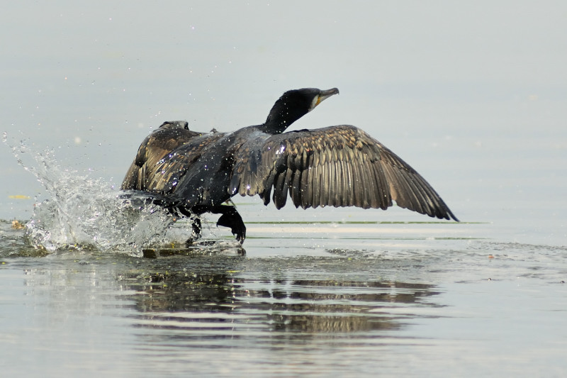 Cormorano
