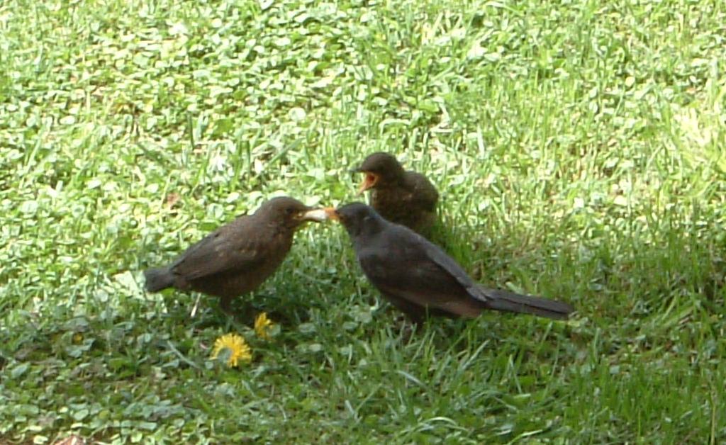 ripartizione del cibo