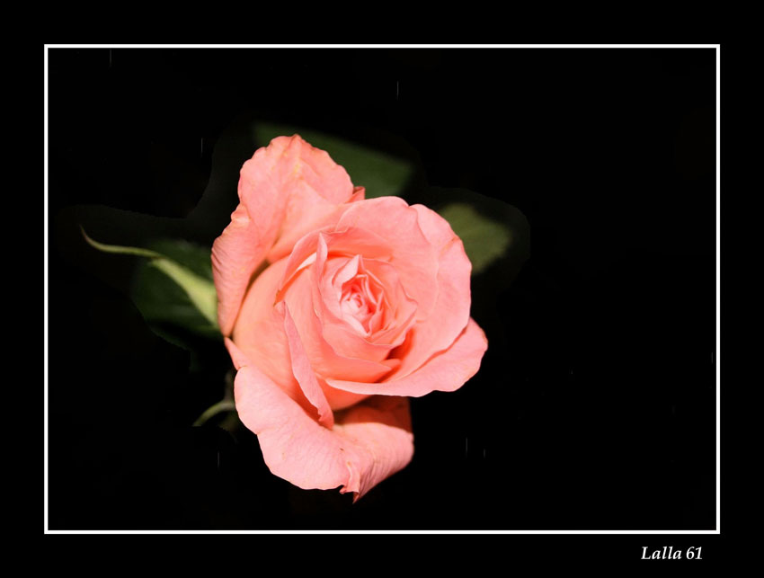 pensiero stupendo...