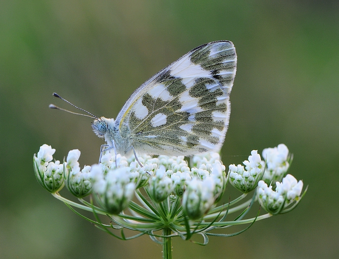 servita su un piatto di fiori