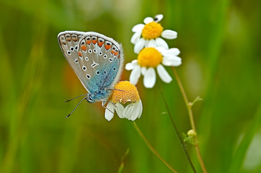 Licenide su camomilla