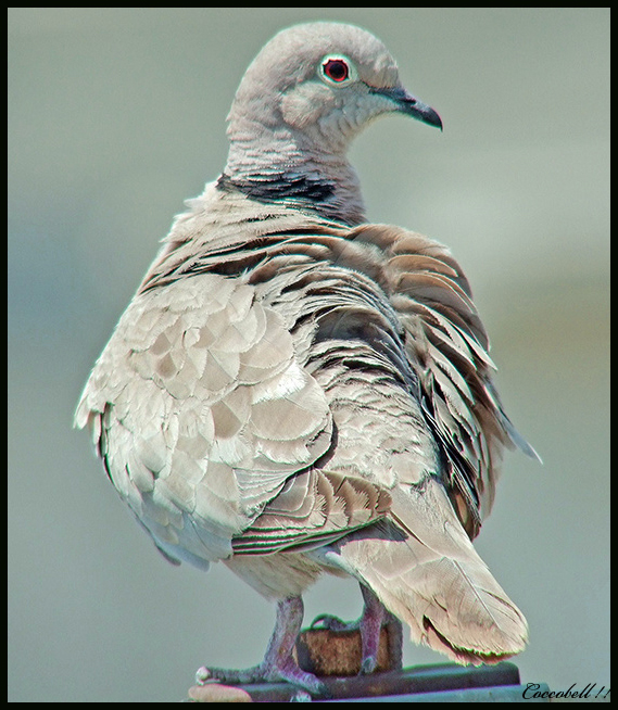 tortora con raynox dcr2020 880mm eq