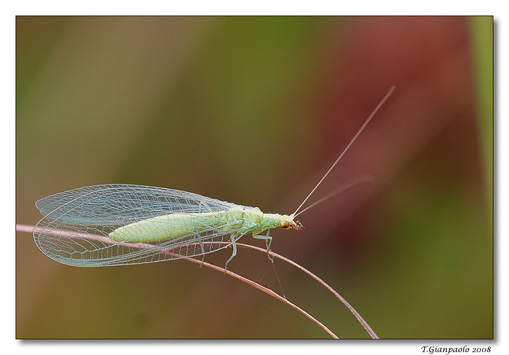 Chrysopa formosa......