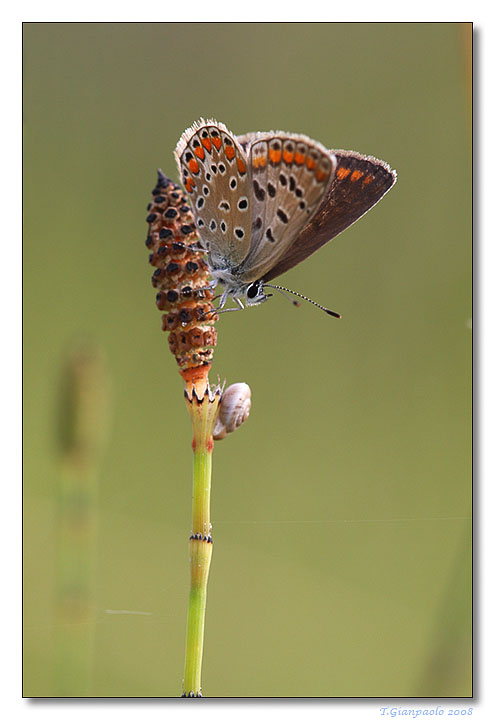 licedine e lumachina