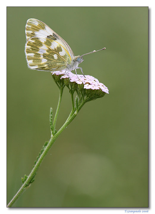 _Anthocharis cardamines