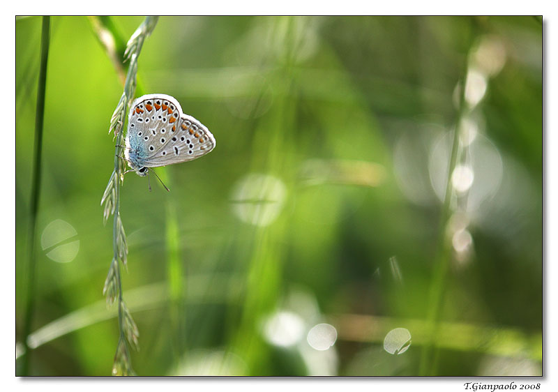 licedine sberluccicosa