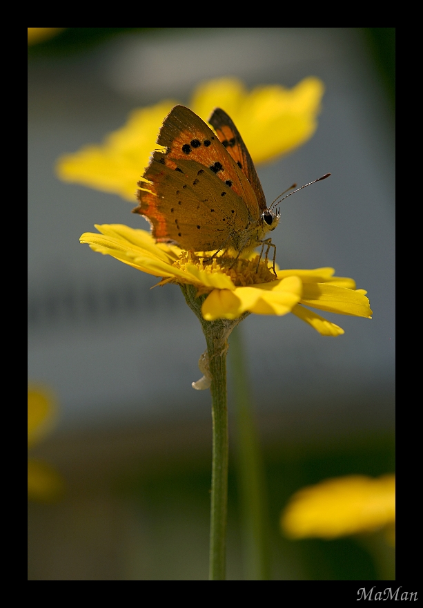 Servita su un vassoio d'oro