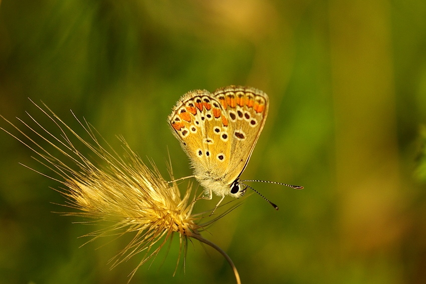 Licenide al tramonto