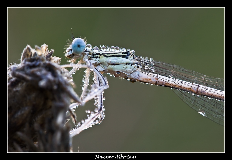 L'effervescenza naturale di una dama!