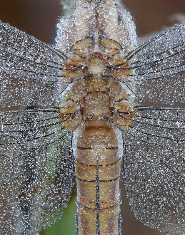 Libellula - gioielli naturali