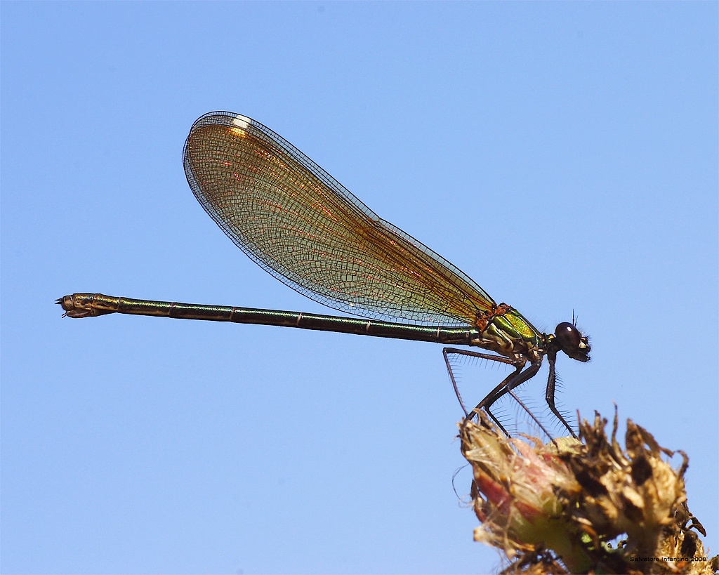 E come sfondo il cielo.