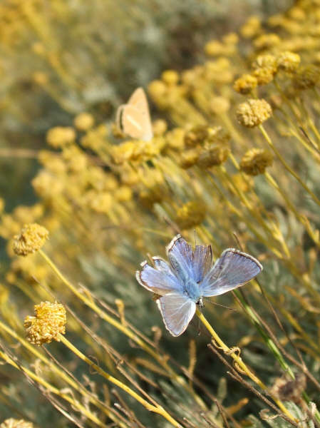 With a broken wing she still sings... With a broken wing she carries her dream...
