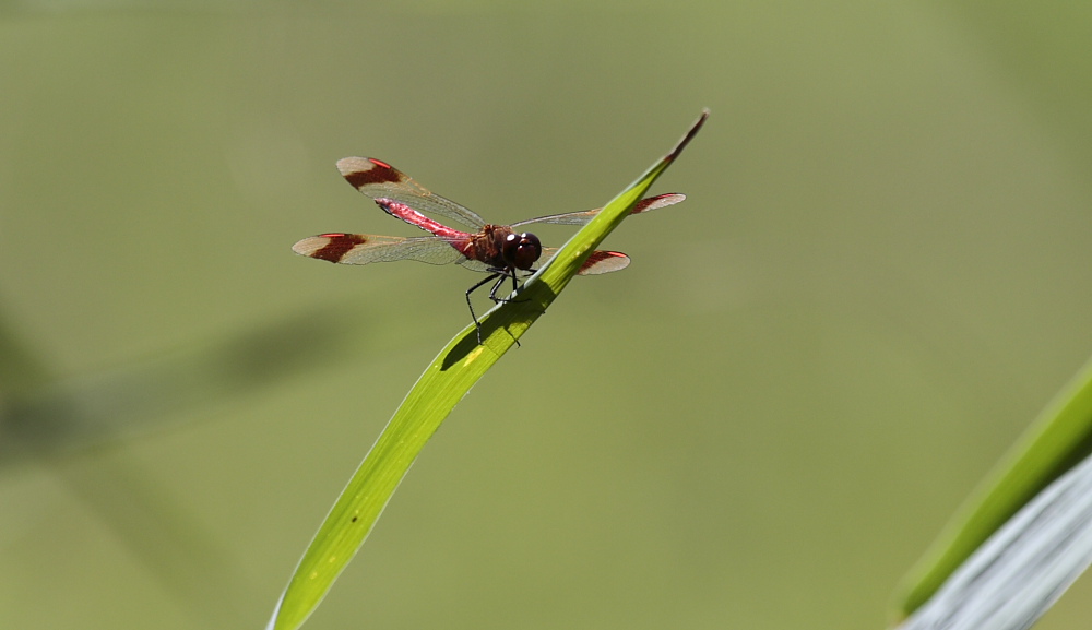 Libellula Rossa