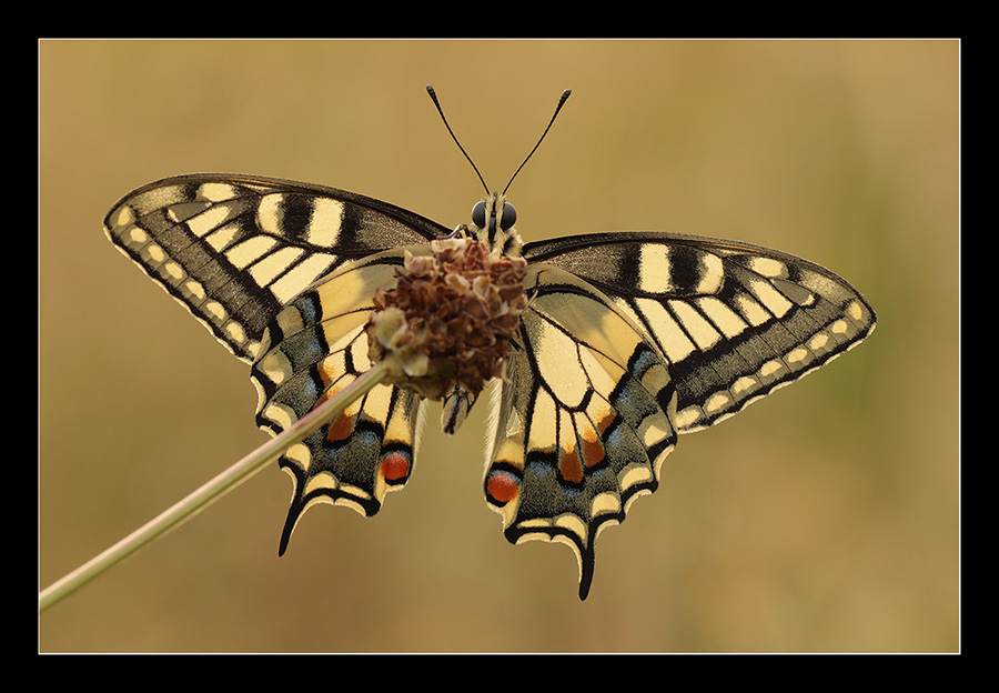 Papilio macaon