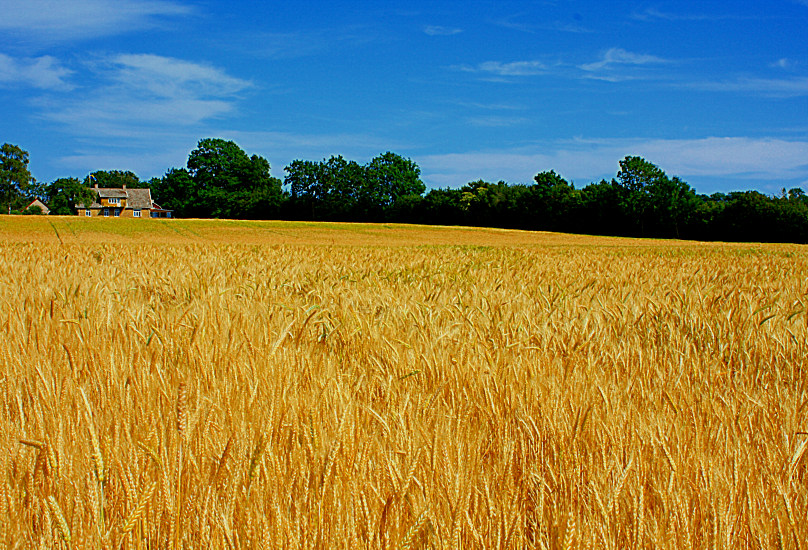 IL CAMPO DI GRANO