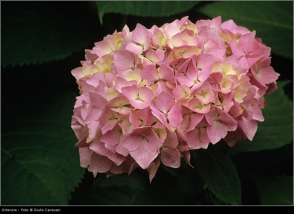 Ortensie