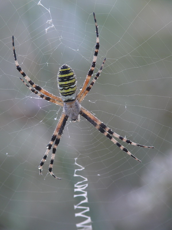 Argiope bruennichi