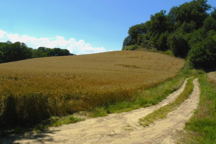 Scorcio del Valdarno