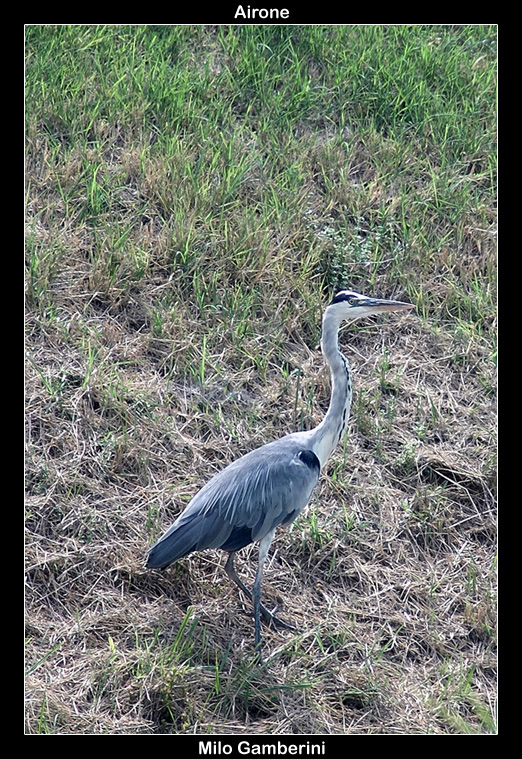 Airone