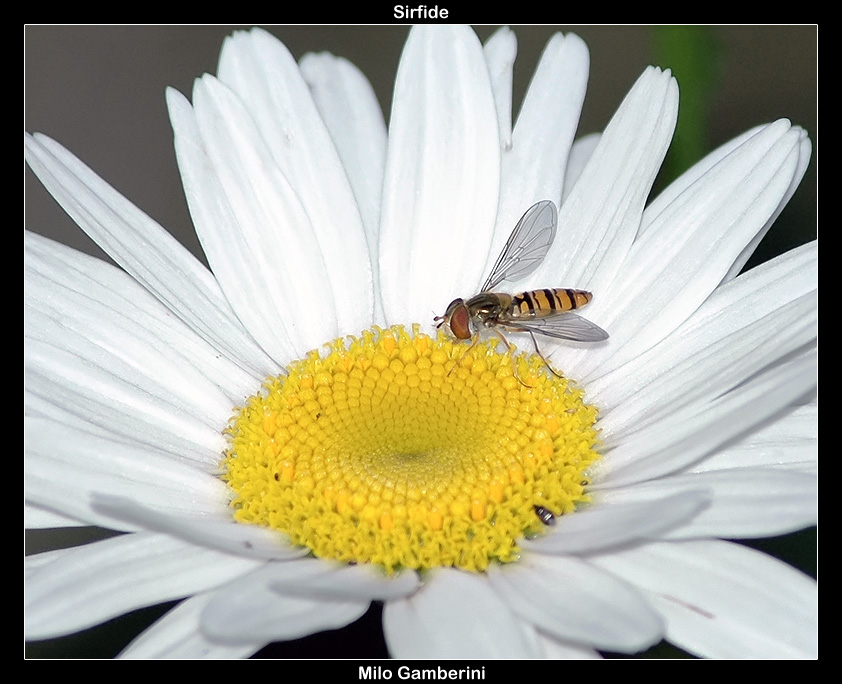 Episyrphus Balteatus