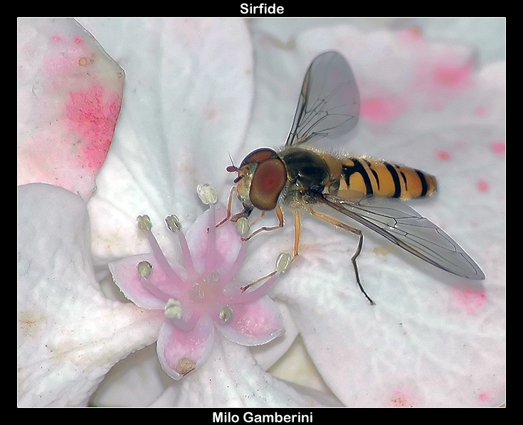 Episyrphus Balteatus