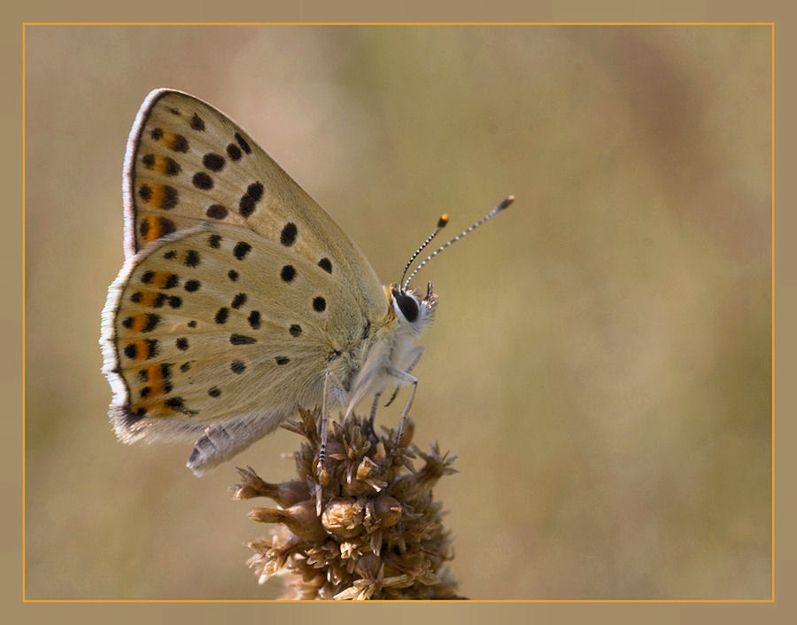 LYCAENA TITYRUS