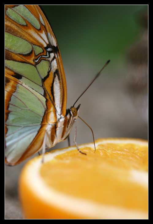 Aranciata con cannuccia
