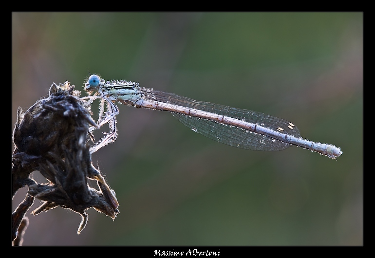 L'effervescenza naturale di una dama... 2!