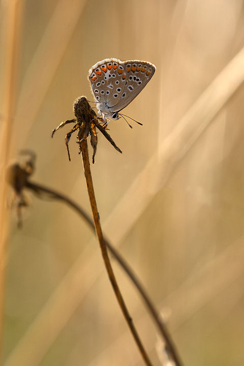 Licedine in controluce