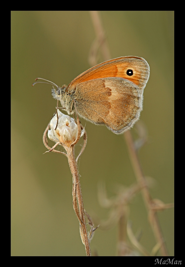 Coenonympha pamphilus