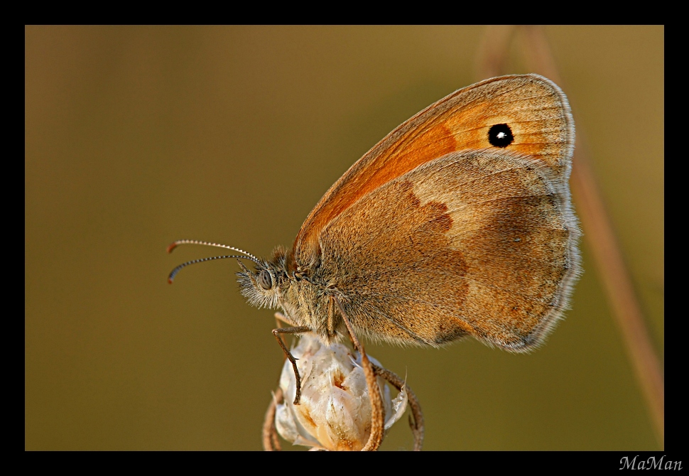 Coenonympha pamphilus 2